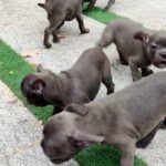 Blue Frenchy litter available