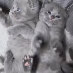 5 British shorthair bright / dark blue grey