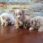 havanese puppies