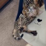 pure bengal kittens for sale