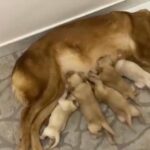 5 puppies golden retriever with mom