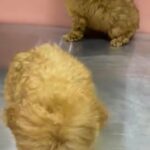 male and female poodle