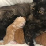 قطه شيرازيه مع ابنائها Persian cat with her children