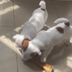 2male jack Russell