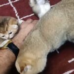 Kittens Umm Al Quwain