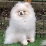 Pomeranian male for mating
