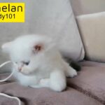 Doll face Pure Persian male, blue and silver eyes