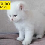 Pure Persian female kitten Doll face