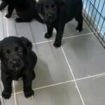 Labrador puppy’s pure breed