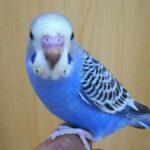 cute hand tamed budgie