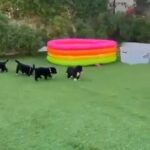 Black retriever puppies