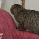 British Shorthair Tabby for Mating