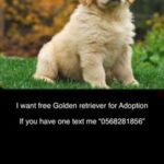 Adopting Golden retriever