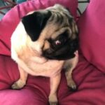 Required Female Pug