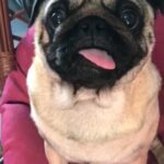 Required Female Pug.