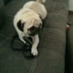 reproductive male pug for sale