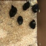 beautiful small chickens