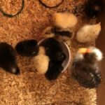 very good breed baby chicks