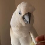 Cockatoo Triton