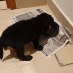 Very Adorable Affectionate Loveable Pure black Labrador
