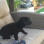 65 Days Beautiful Black Lab Male Puppy