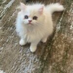 Cute Ragdoll kitten Male
