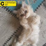 pure persian kitten (Male)