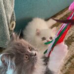 Male/female Ragdoll kittens