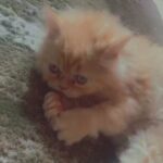 Cute kitten Male ( mixed himalayen /persian)