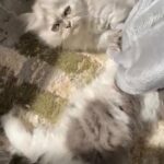 female kitty chinchilla (moon face ) pure persian