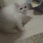 pure persian kitten 1200