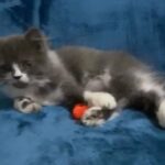 Ragdoll male kitten