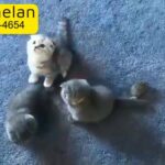 Scottish Fold Kitten Available