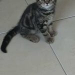 British Tabby Kitten