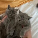 Pure British Kittens Available
