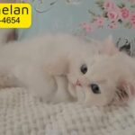 Persian Kittens Available Top Quality