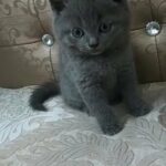 Pure British Shorthair Kitten