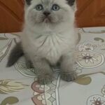 Himalayan British Kitten Available