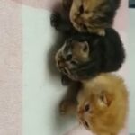 kittens for reservation