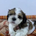 SHIHTZU IMPORTED