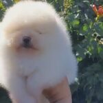 REAL TEDDY POMERANIAN IMPORTED