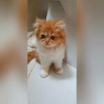 85 days old Persian kittens - قطط شيرازية  ٨٥ يوم