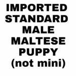 wanted- Imported male maltese puppy