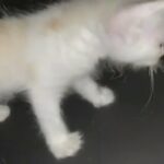 Turkish male cat 50 days old available in Sharjah