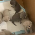 Scottish fold and British short hair for sale