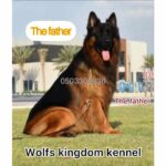 king size long hair German shepherd puppies for sale