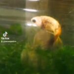 Female Crowntail Betta