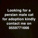 Persian Male Cat for breeding