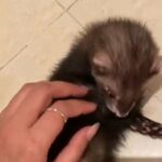 Ferret