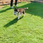 3months Female Malmute Husky